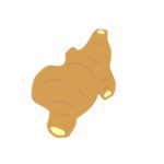 生姜の無料イラスト
