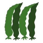 昆布の無料イラスト