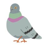 ハトの無料イラスト素材