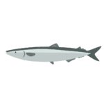 サンマの無料イラスト素材