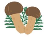 マツタケの無料イラスト素材