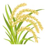 お米の稲穂の無料イラスト素材