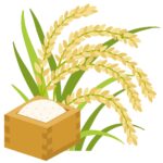 実った稲穂とお米の入った枡の無料イラスト素材（収穫・農業・和食・秋の味覚）