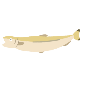 鮎(あゆ)の無料イラスト素材(川魚・和食・夏の味覚・食材イラスト)