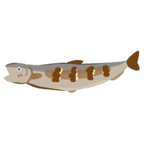 Grilled Salted Shishamo Smelt (Single Serving, Japanese Food Clipart, PNG)
