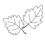 紅葉した葉っぱ（白黒）の無料イラスト素材（秋・線画・塗り絵・モノクロ）