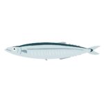 サンマの無料イラスト素材（秋刀魚・魚・和食・食材イラスト）