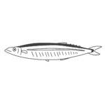 サンマ（白黒）の無料イラスト素材（秋刀魚・魚・線画・塗り絵・モノクロ）