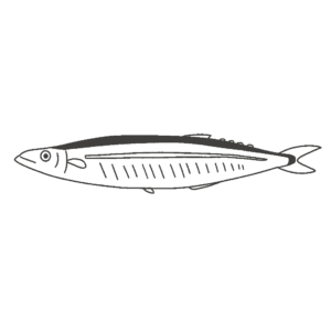 サンマ（白黒）の無料イラスト素材（秋刀魚・魚・線画・塗り絵・モノクロ）