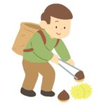 栗拾いをする男性の無料イラスト素材（秋・人物・季節行事・自然体験）