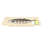 サンマの塩焼き（お皿）の無料イラスト素材（秋刀魚・和食・料理イラスト・食材）