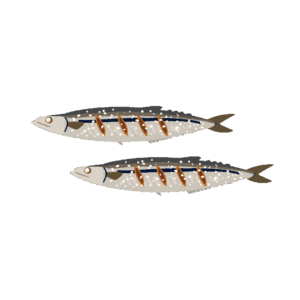 サンマの塩焼きの無料イラスト素材（秋刀魚・和食・魚料理・食材イラスト）
