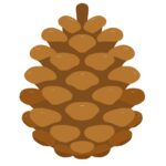 clip art of pinecone(autumn/nature/decoration)