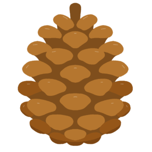 clip art of pinecone(autumn/nature/decoration)