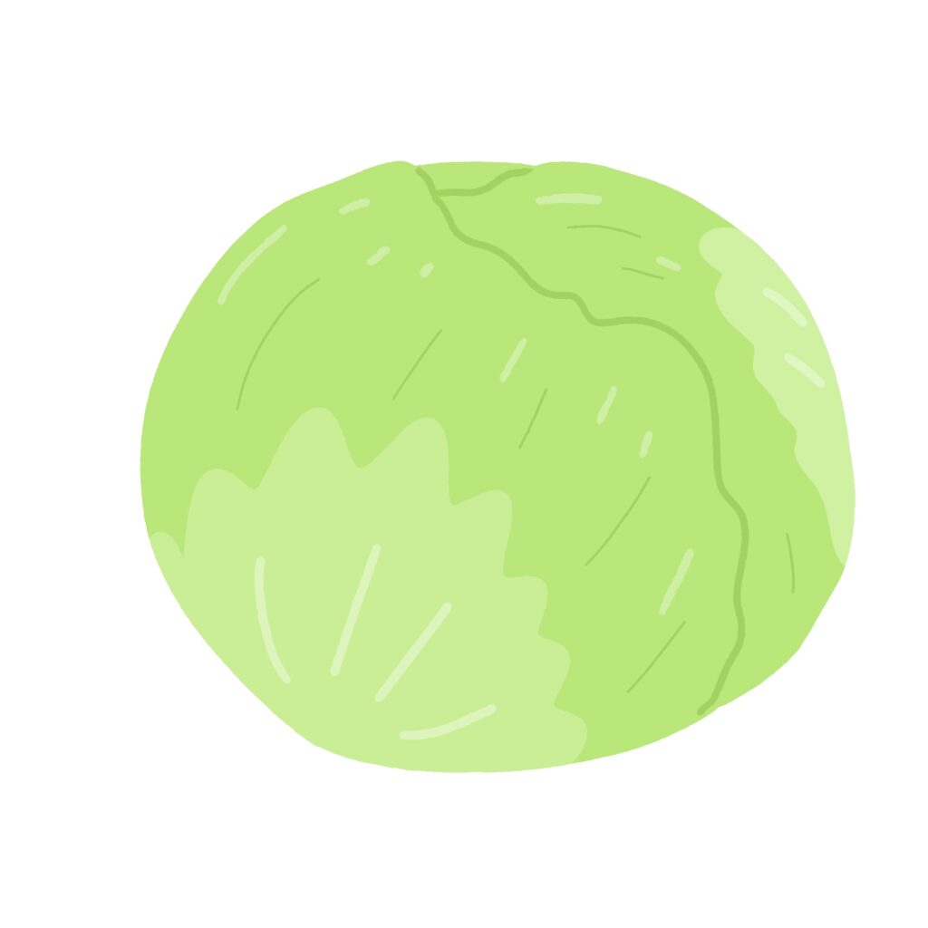 レタスの無料イラスト素材