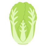 clip art of Chinese cabbage-illpop.com