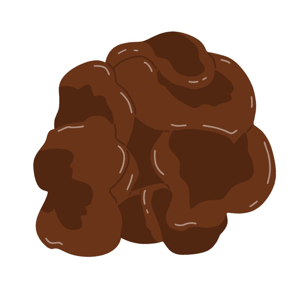 大きなきくらげの無料イラスト素材