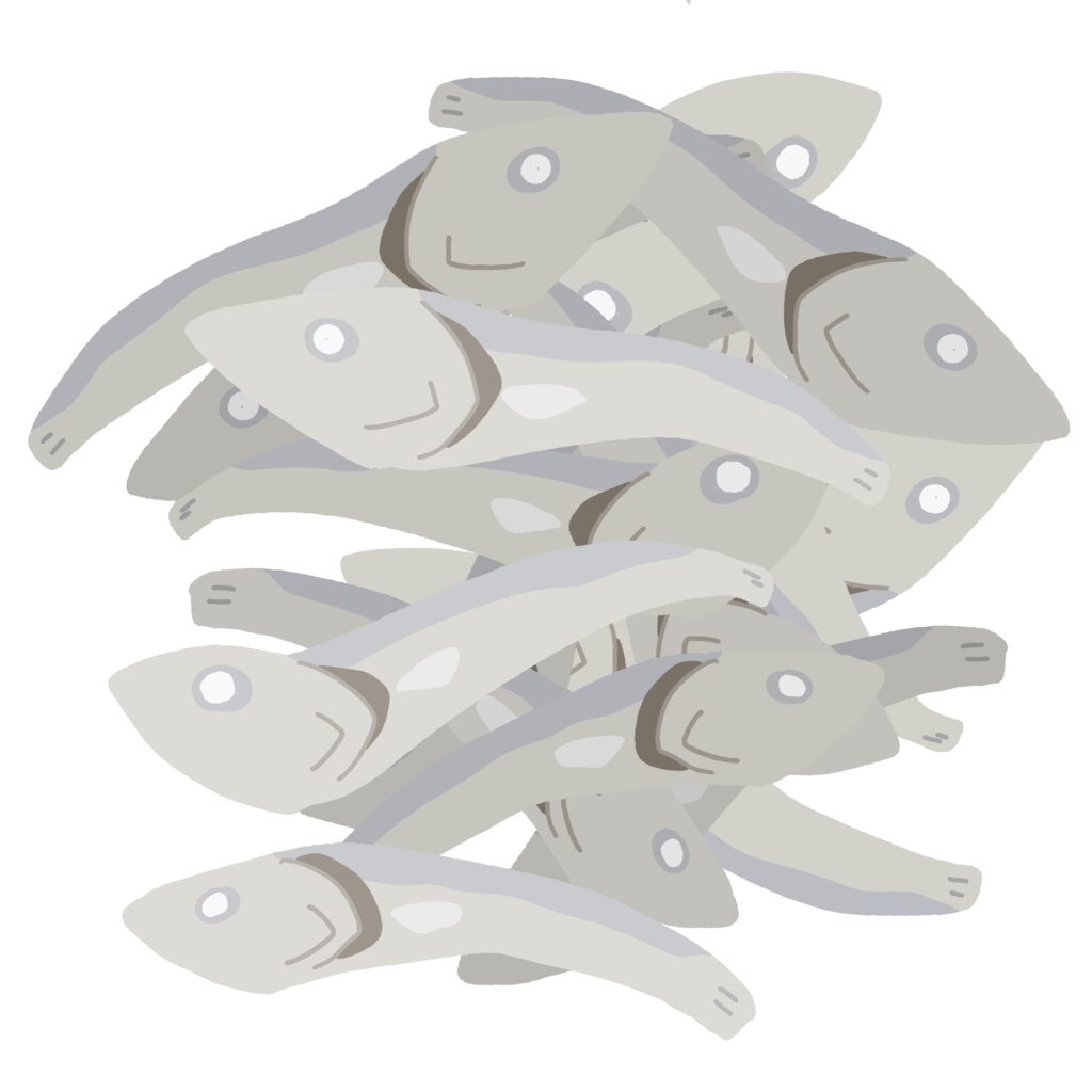 いりこの無料イラスト素材