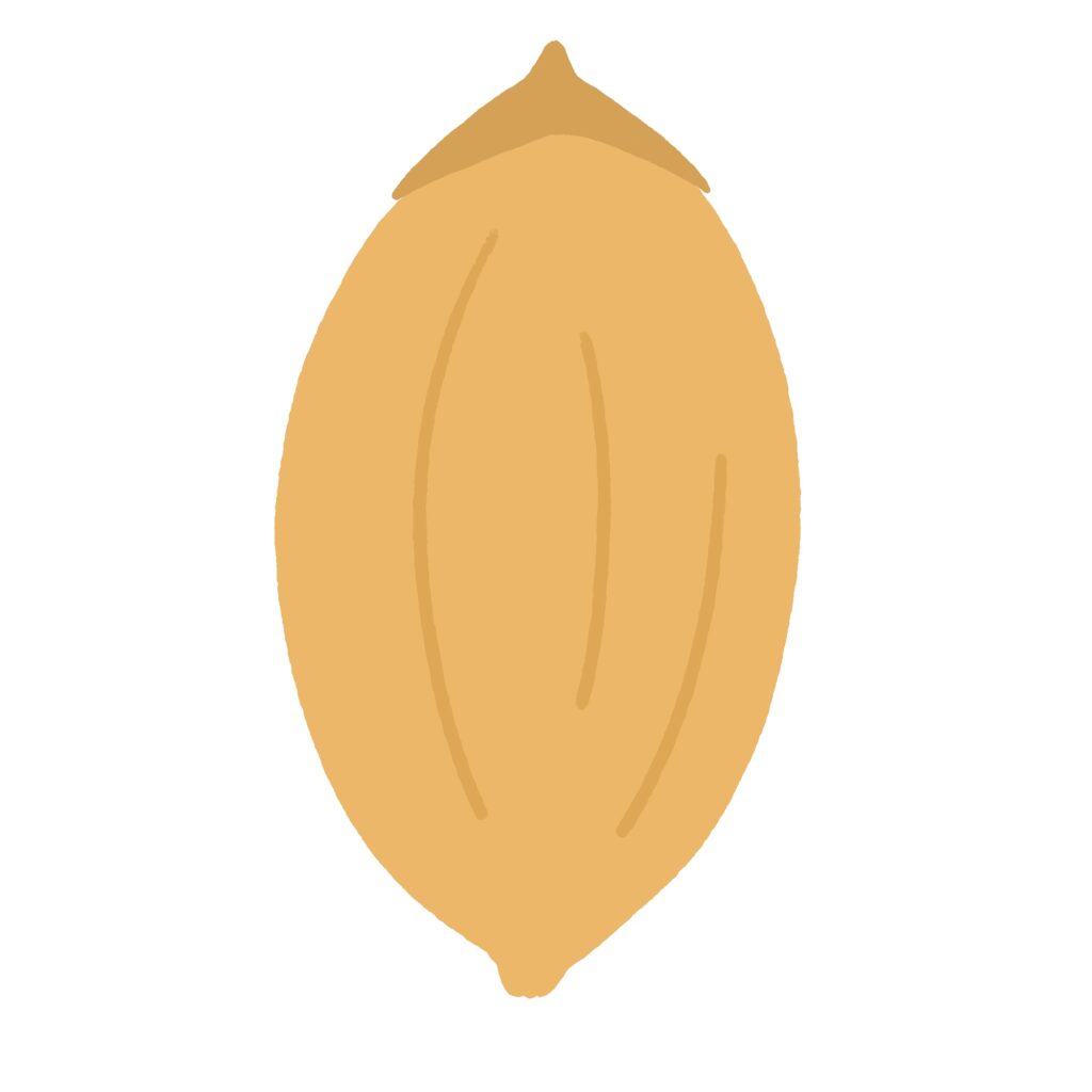 お米のもみの無料イラスト素材