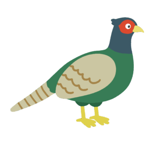 clip art of pheasant(pheasant)