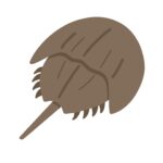 カブトガニの無料イラスト素材