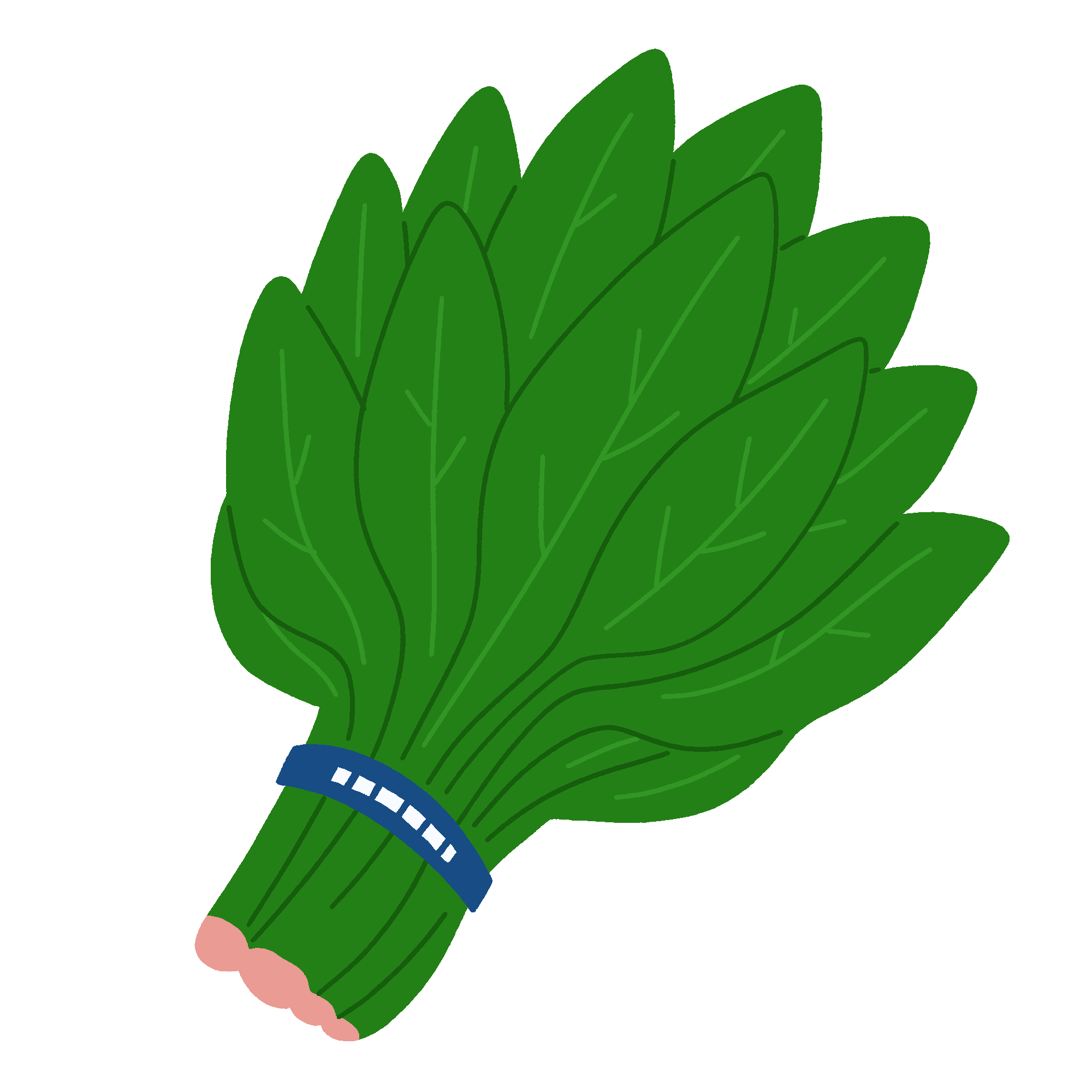 テープで束ねられたほうれん草のフリーイラスト素材