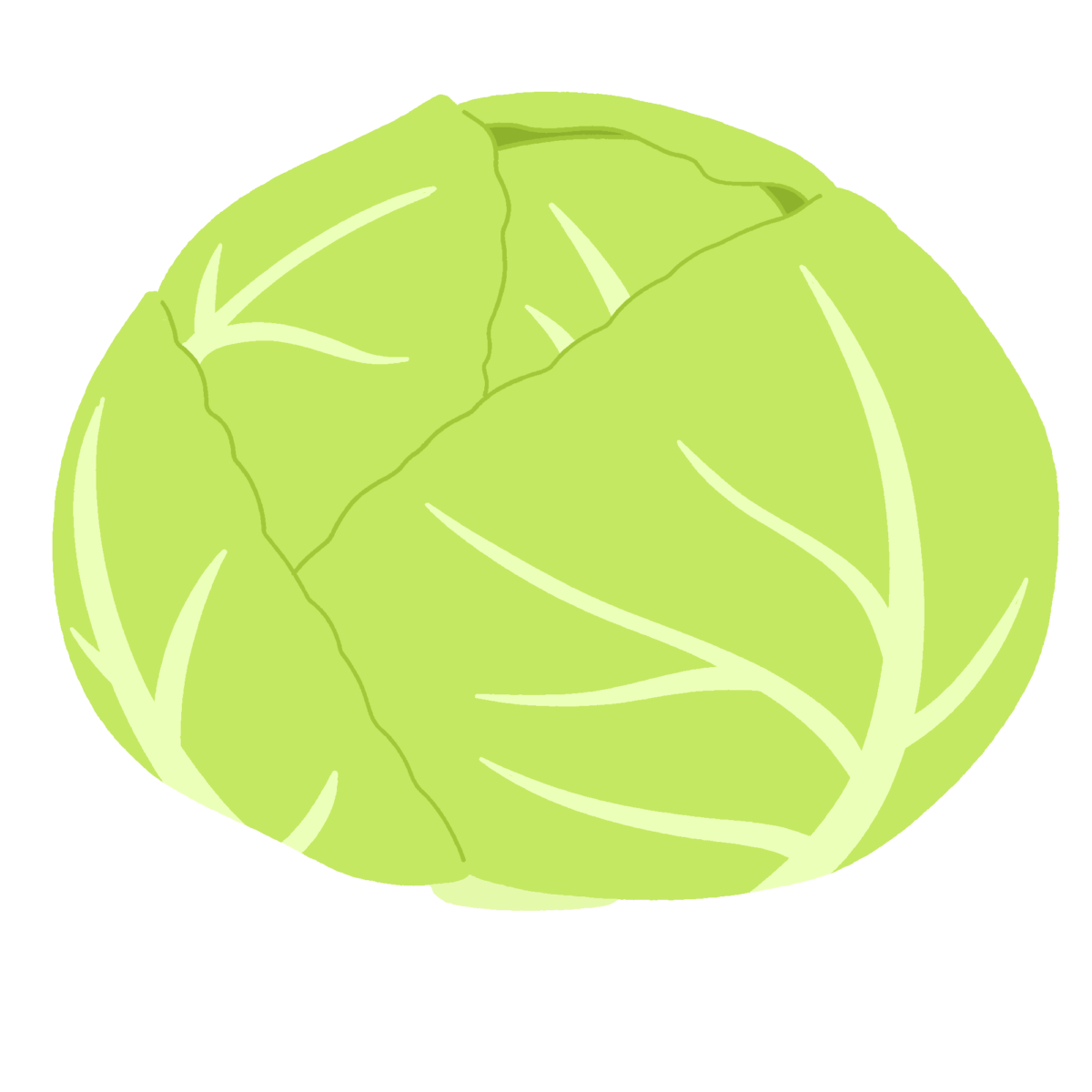 キャベツの無料イラスト｜食育プリント・学校だより向けカラー素材