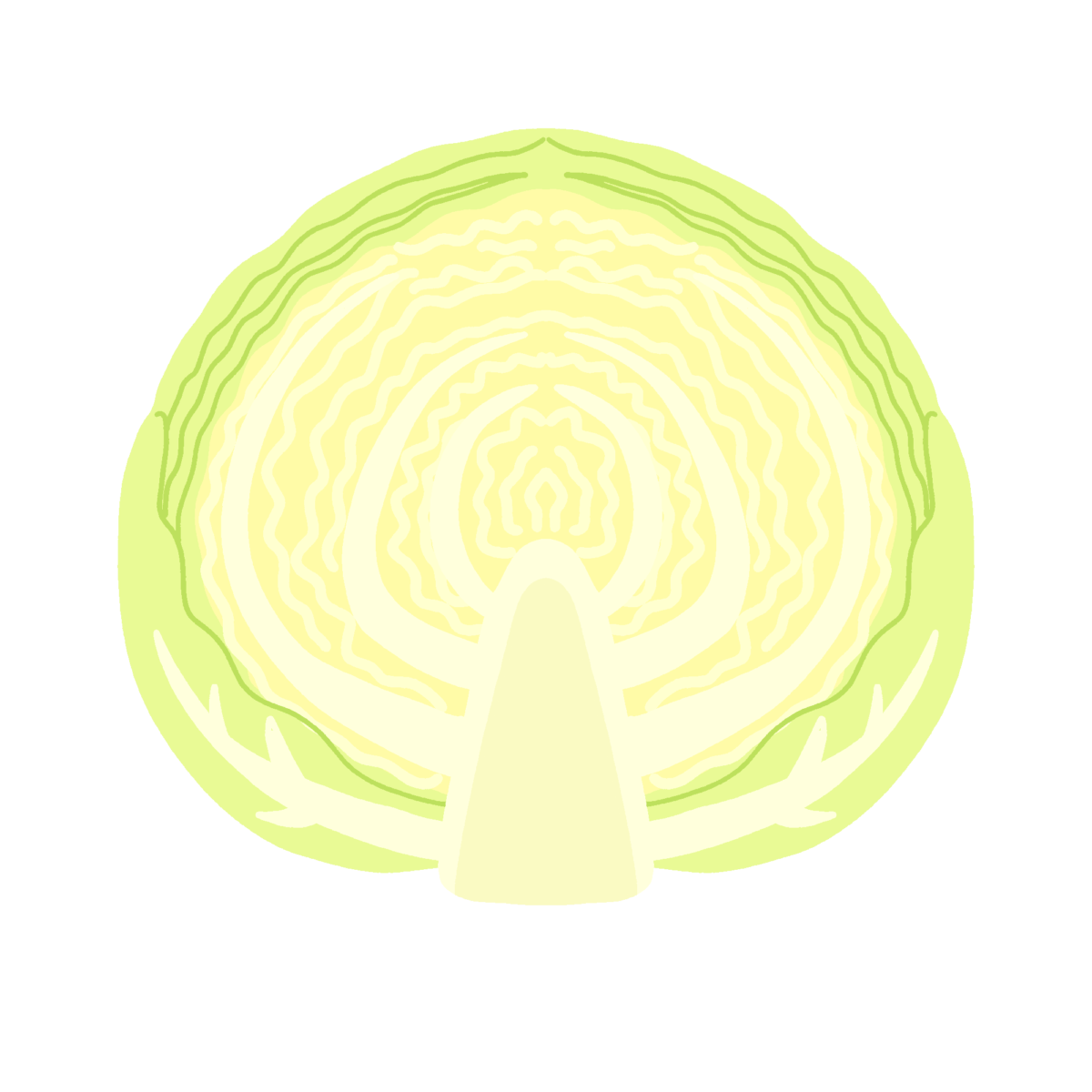 キャベツ（半玉）の無料イラスト｜食育・給食だより向け素材