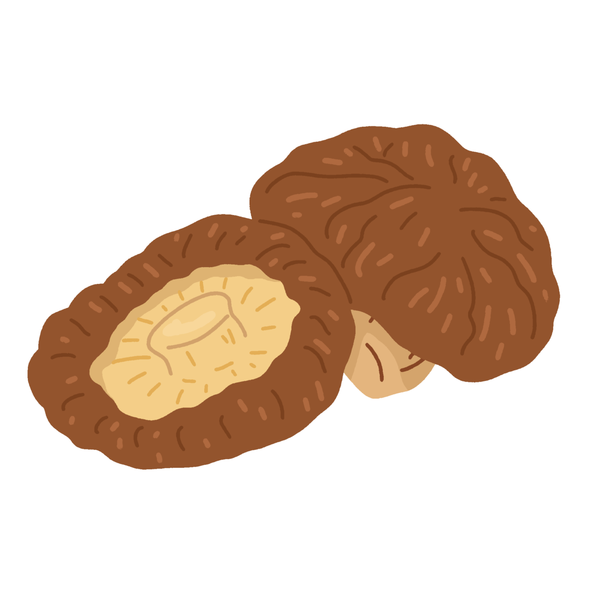 干しシイタケの無料イラスト素材