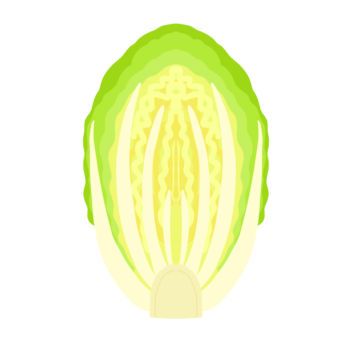 白菜（半分）の無料イラスト｜冬の野菜・給食だより向けフリー素材