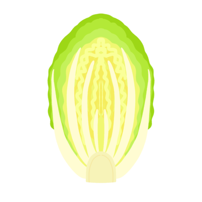 白菜（半分）の無料イラスト｜冬の野菜・給食だより向けフリー素材