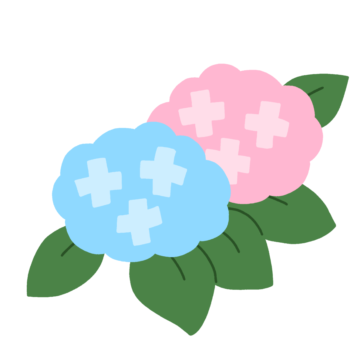 アジサイの花の無料イラスト｜梅雨の学級通信向け素材